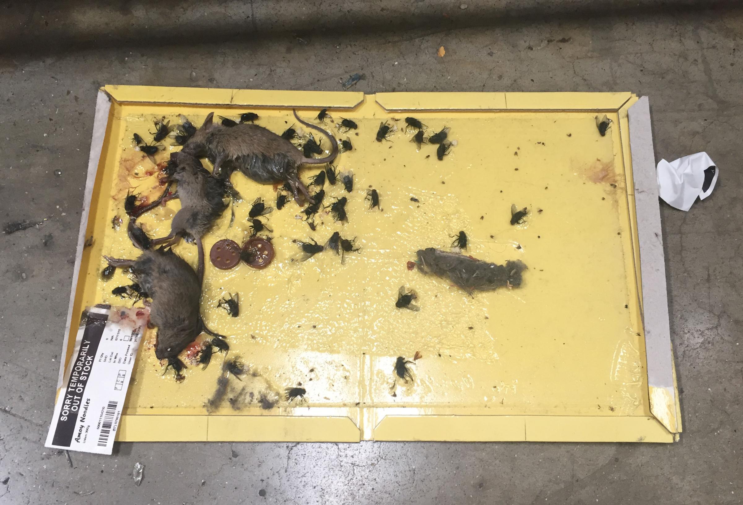 GRAPHIC CONTENT: Asda fined £300,000 after dead mice, flies and rotting food found in depot that delivers across London